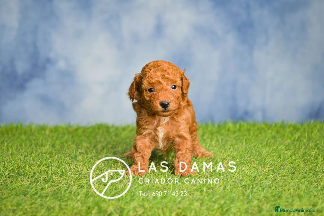 Caniche Toy perros en venta: Cachorros de Caniche - Anuncio 2