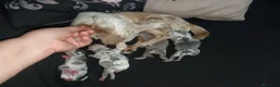 Chihuahua perros en venta: Camada de chihuahua trimerle lila choco  - Anuncio 1