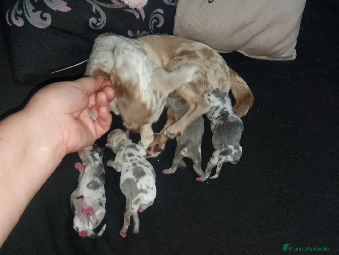 Chihuahua perros en venta: Camada de chihuahua trimerle lila choco  - Anuncio 1