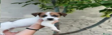 Jack Russell Terrier 3