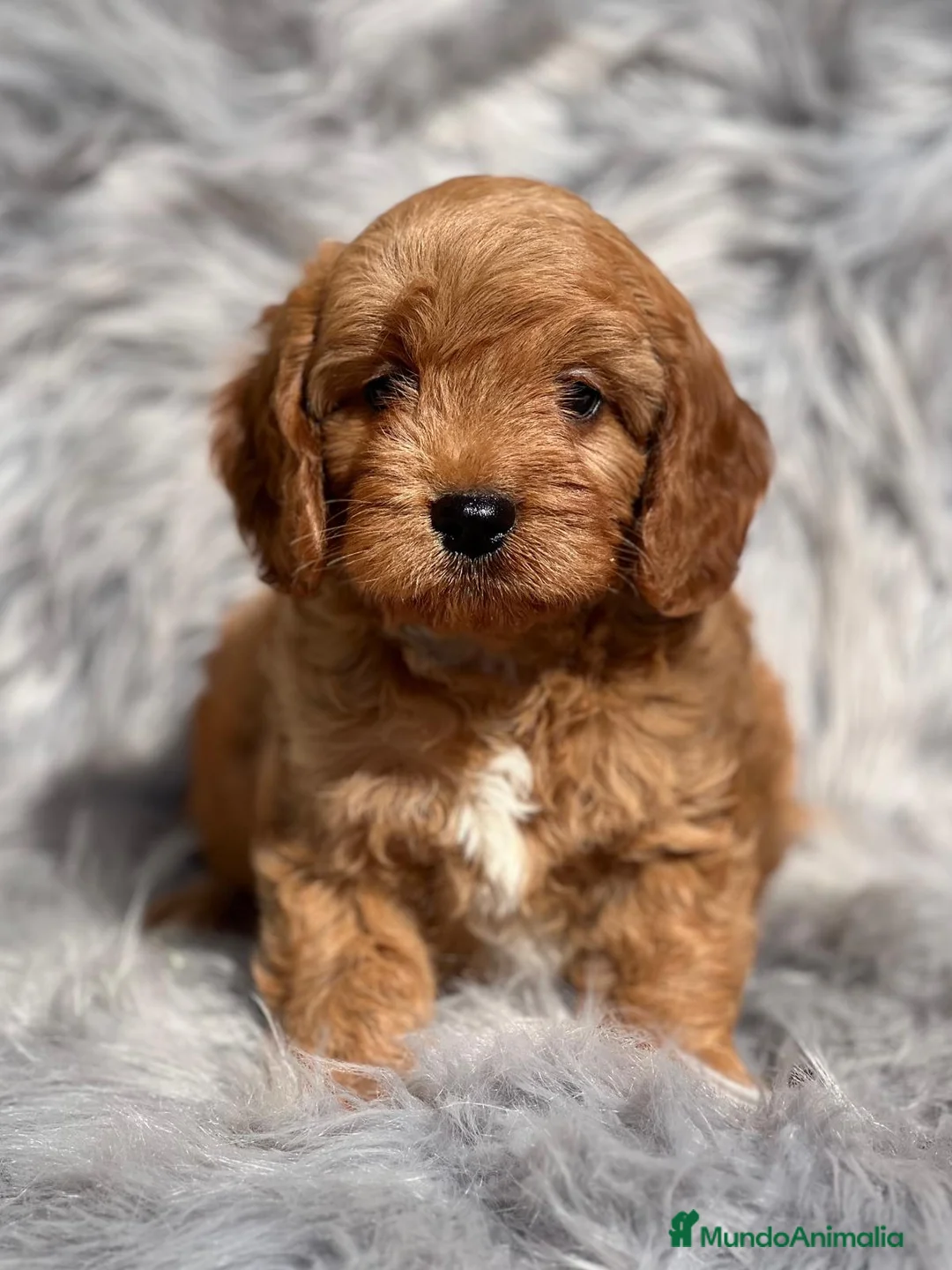 Cavapoo perros en venta: Cavapoo en Barcelona - Anuncio 6