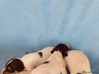 Ratonero Bodeguero Andaluz perros - Anuncio 9