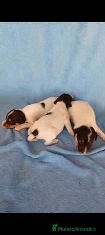 Ratonero Bodeguero Andaluz perros - Anuncio 9