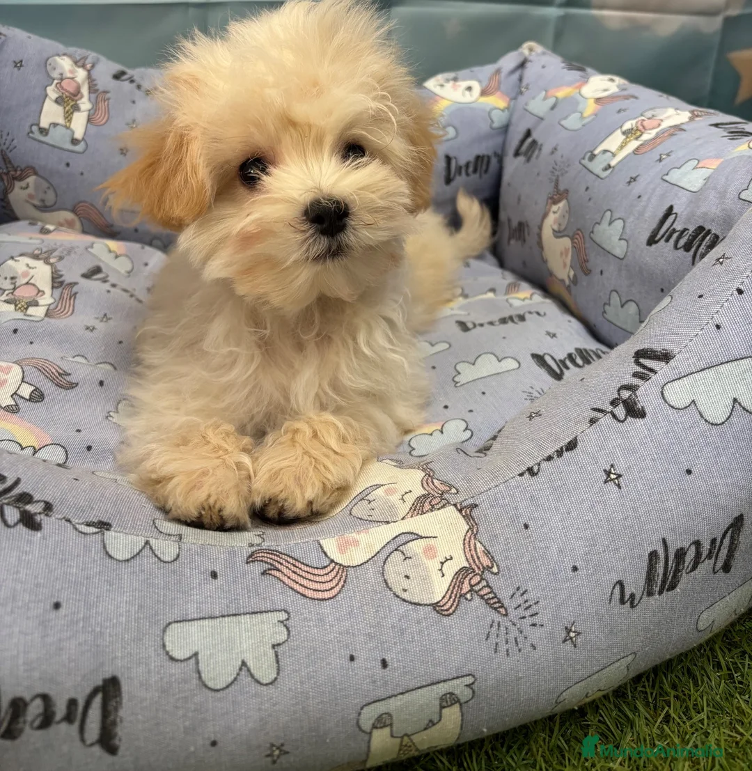 Maltipoo perros en venta: Maltipoo toy fotos actuales !!! - Anuncio 2