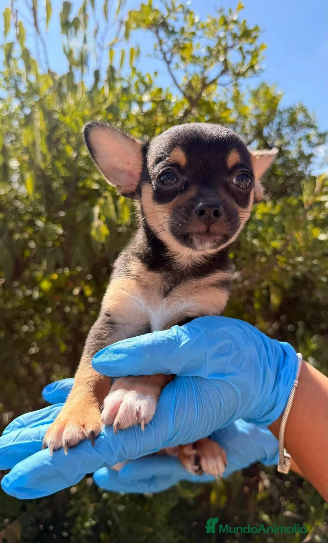 Chihuahua perros en venta: TITÁN - CHIHUAHUA CACHORRO - Anuncio 1