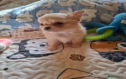 Chihuahua perros en venta: Espectacular chihuahua hembra de pelo largo. - Anuncio 2