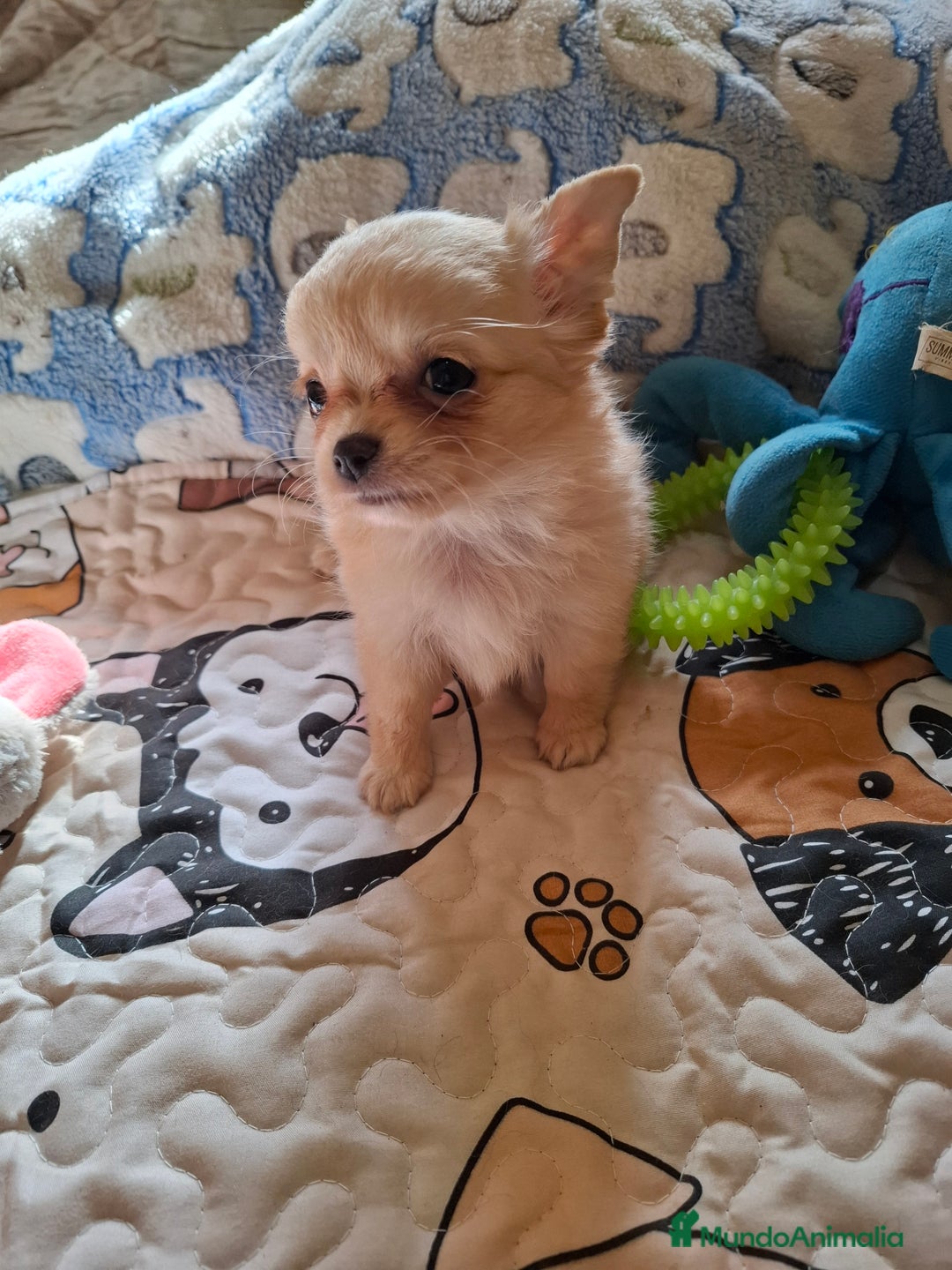 Chihuahua perros en venta: Espectacular chihuahua hembra de pelo largo. - Anuncio 2