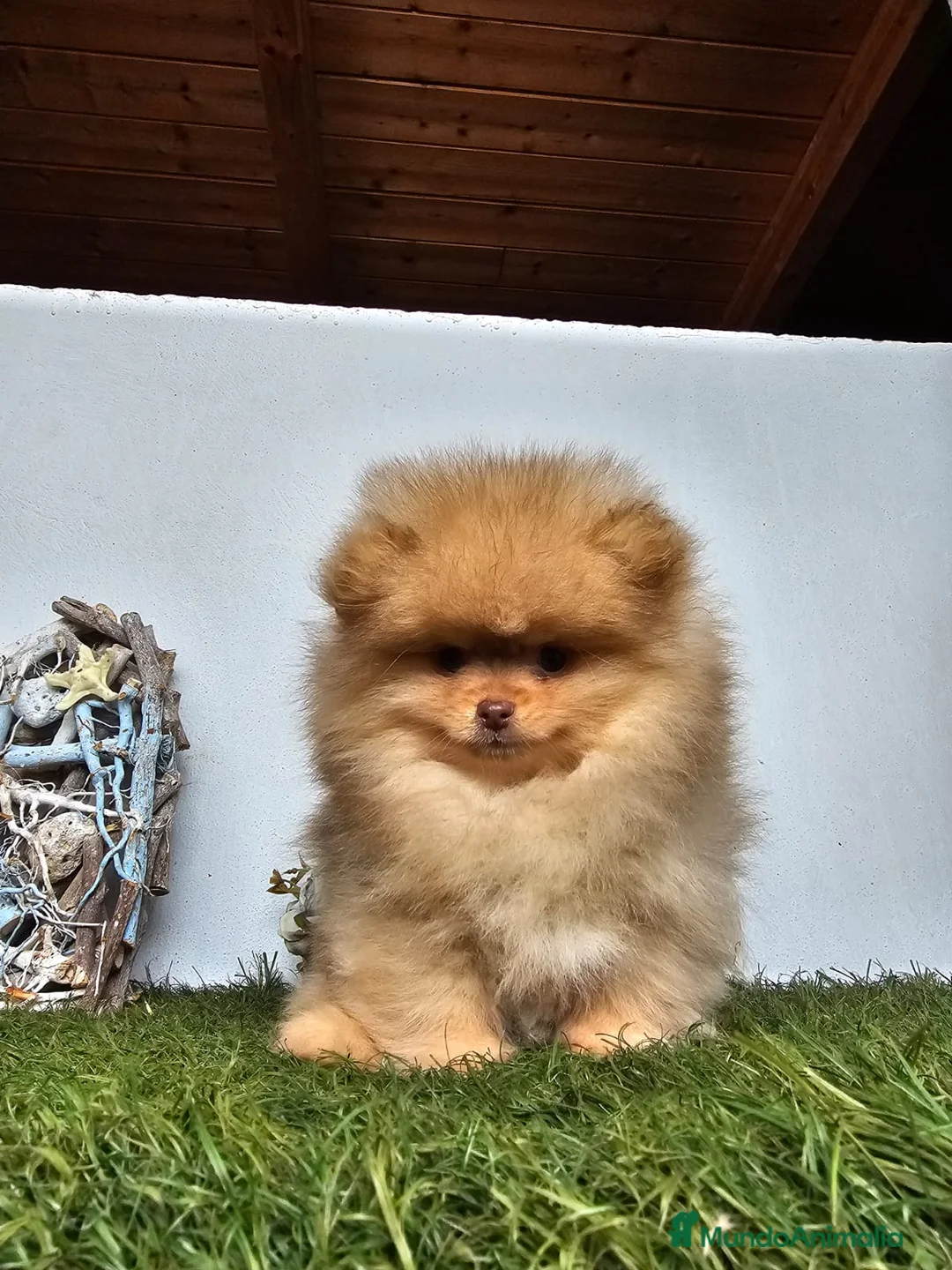 Pomerania perros en venta: CAMADA DE POMERANIA  - Anuncio 1