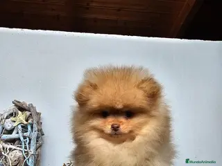 Pomerania perros CAMADA DE POMERANIA - Anuncio 6