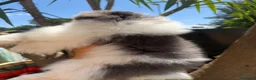 Pomerania perros en venta: Pomeranias exclusivos / alta selección  - Anuncio 10