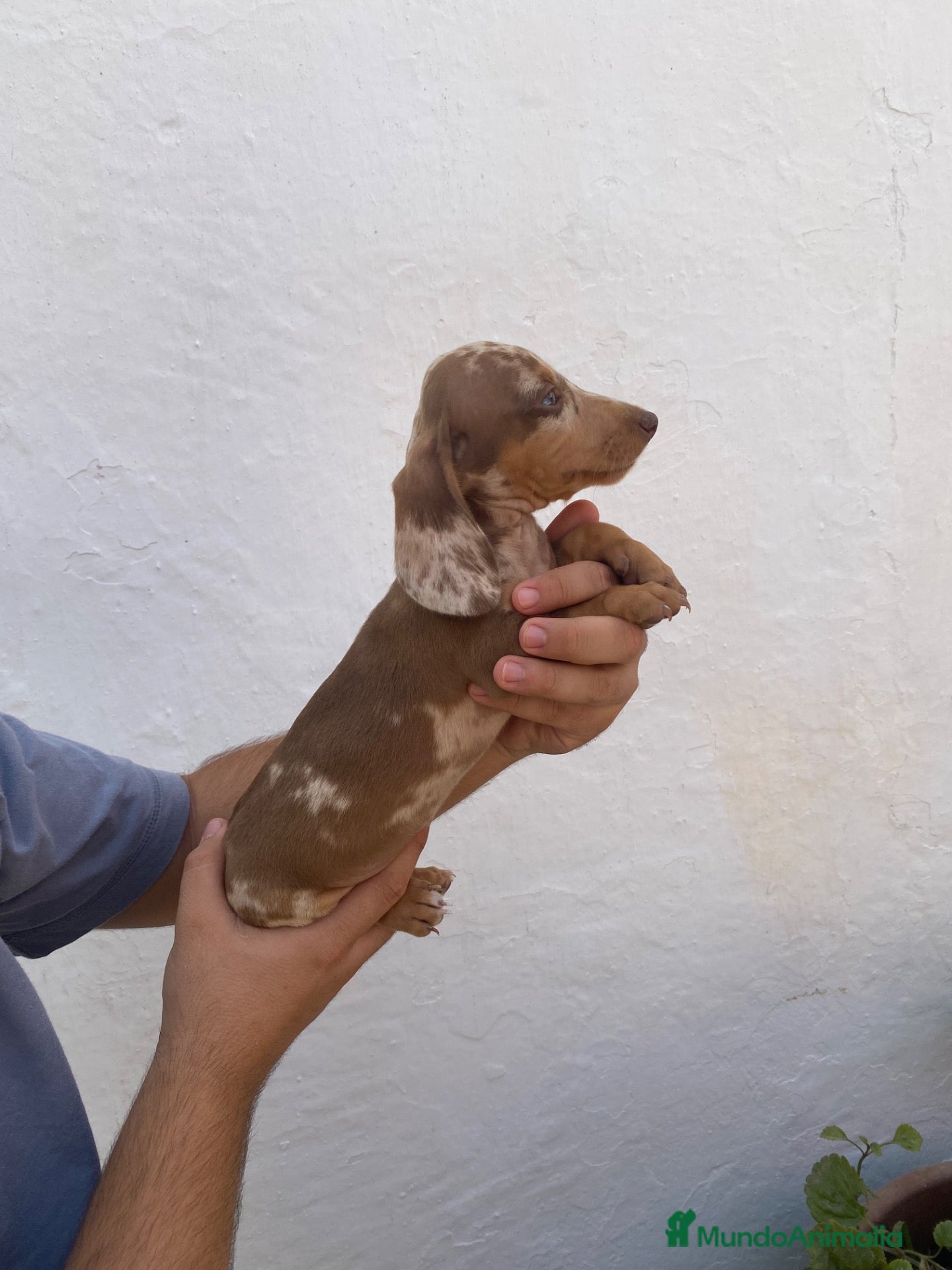 Teckel perros Cachorros de Teckel Kaninchen  - Anuncio 2
