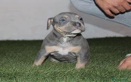 American Pit Bull Terrier perros en venta: American pitbull terrier criados en casa - Imagen 3
