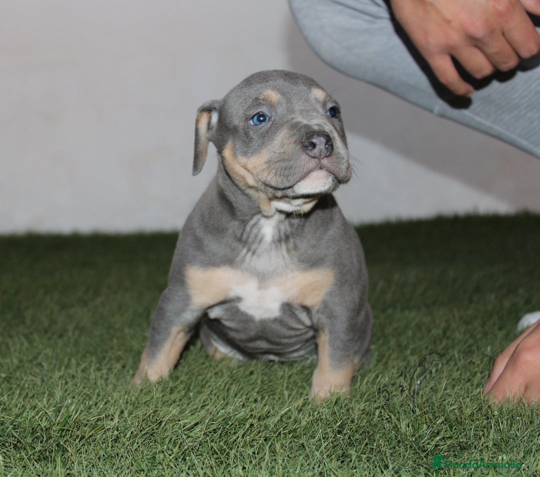 American Pit Bull Terrier perros en venta: American pitbull terrier criados en casa - Imagen 3