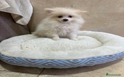Pomerania perros en venta: Lulu pomerania toy - Anuncio 4