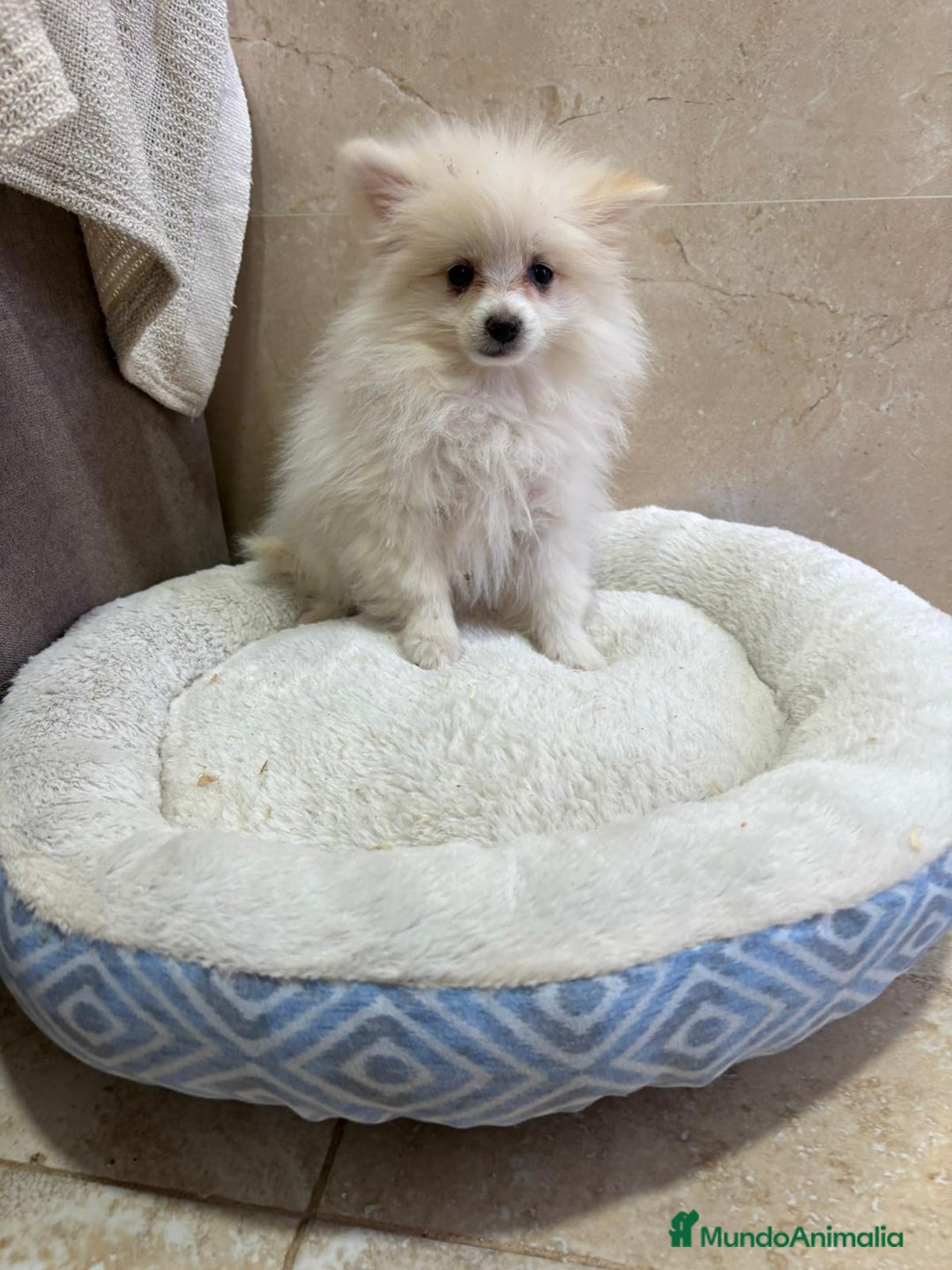 Pomerania perros en venta: Lulu pomerania toy - Anuncio 4