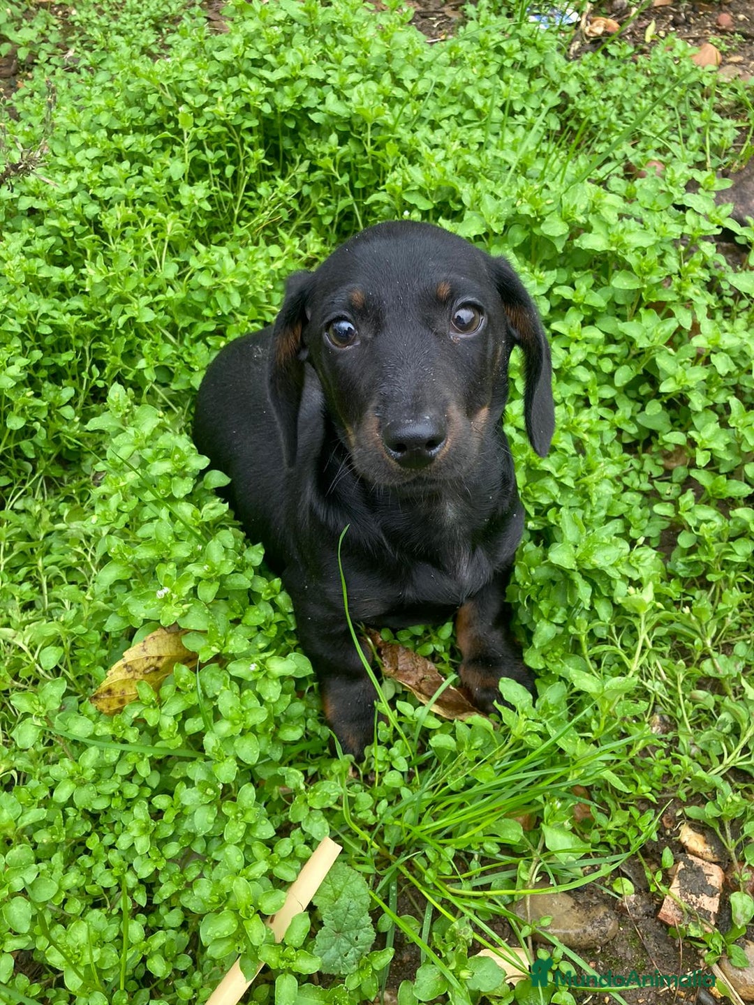 Teckel perros en venta: Teckel macho  - Anuncio 1