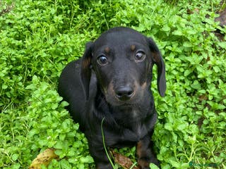 Teckel perros Teckel macho - Anuncio 1