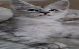 Maine Coon gatos en venta: Camada Arlequín  - Imagen 6