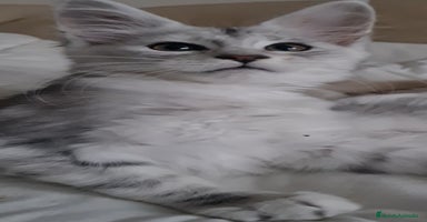 Maine Coon gatos - Anuncio 9