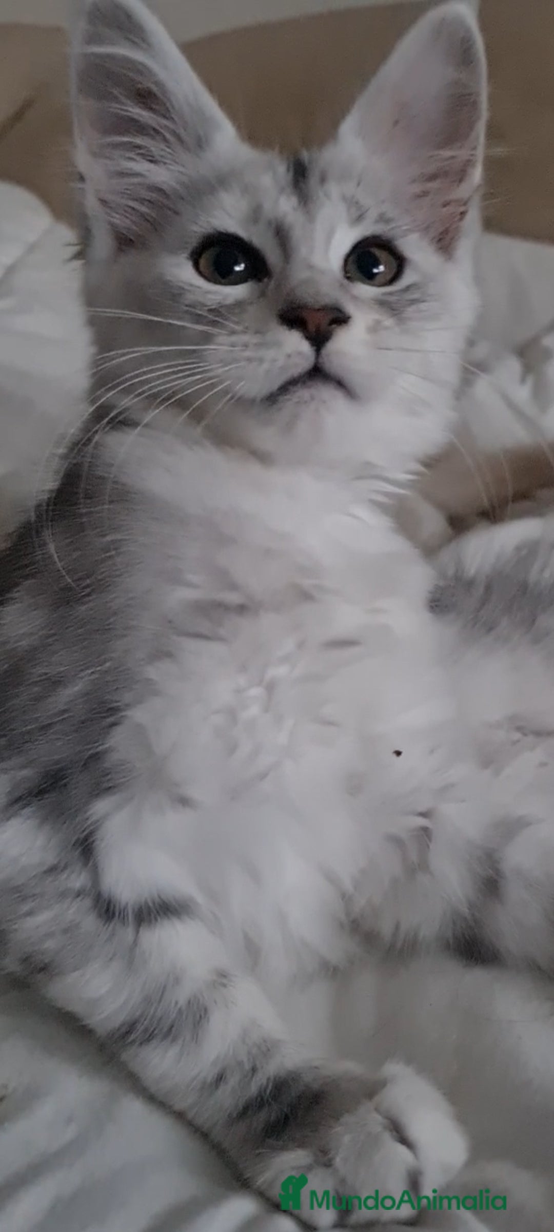 Maine Coon gatos en venta: Camada Arlequín  - Imagen 6