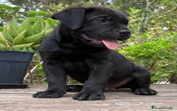 Cane Corso perros en venta: Cane Corso  - Imagen 1