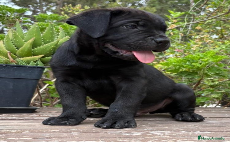 Cane Corso perros - Anuncio 2