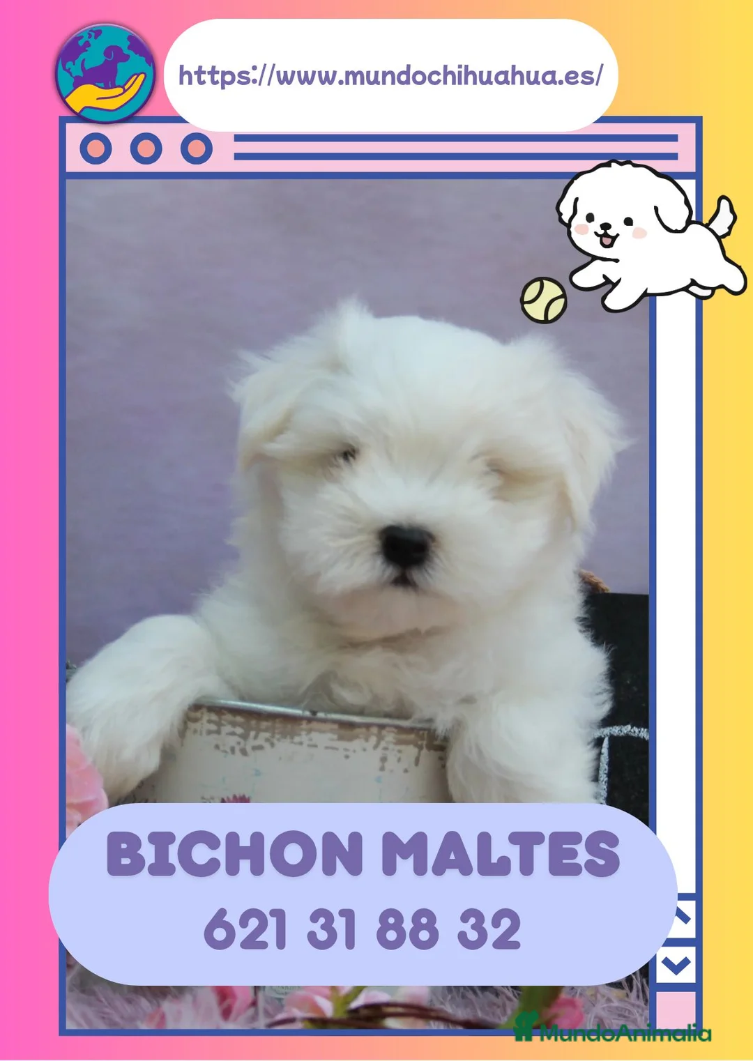 Bichón Maltés perros en venta: Bichón maltés enano auténticos  - Anuncio 1