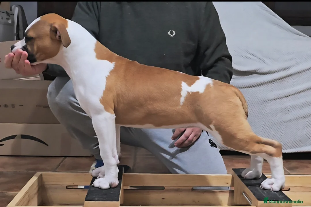 American Staffordshire-Terrier perros en venta: American staffordshire terrier  - Anuncio 2