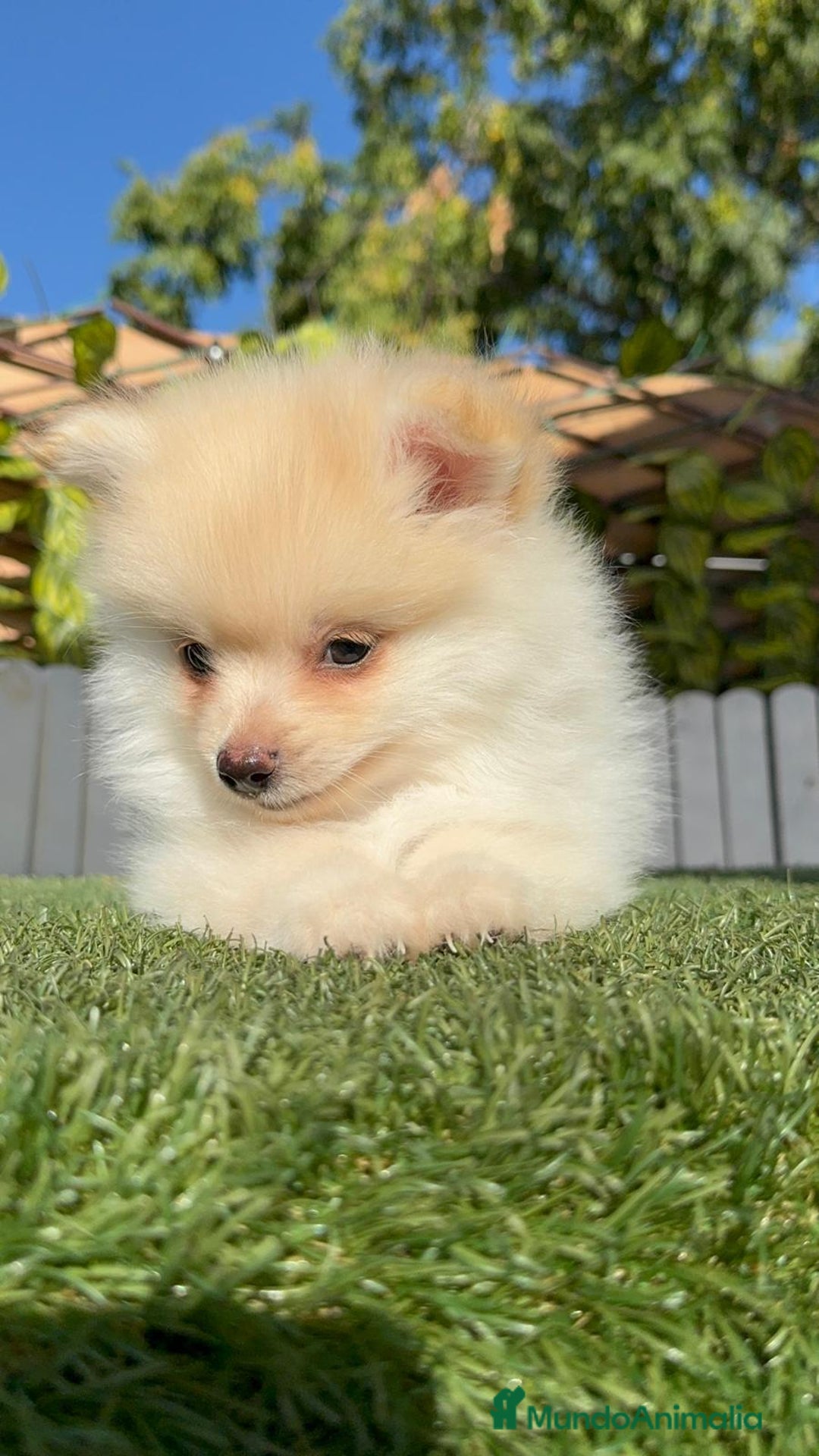 Pomerania perros en venta: POMERANIA - Imagen 33