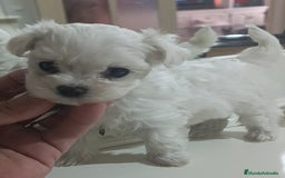 Bichón Maltés perros en venta: Bichón maltés linea coreana  - Imagen 2