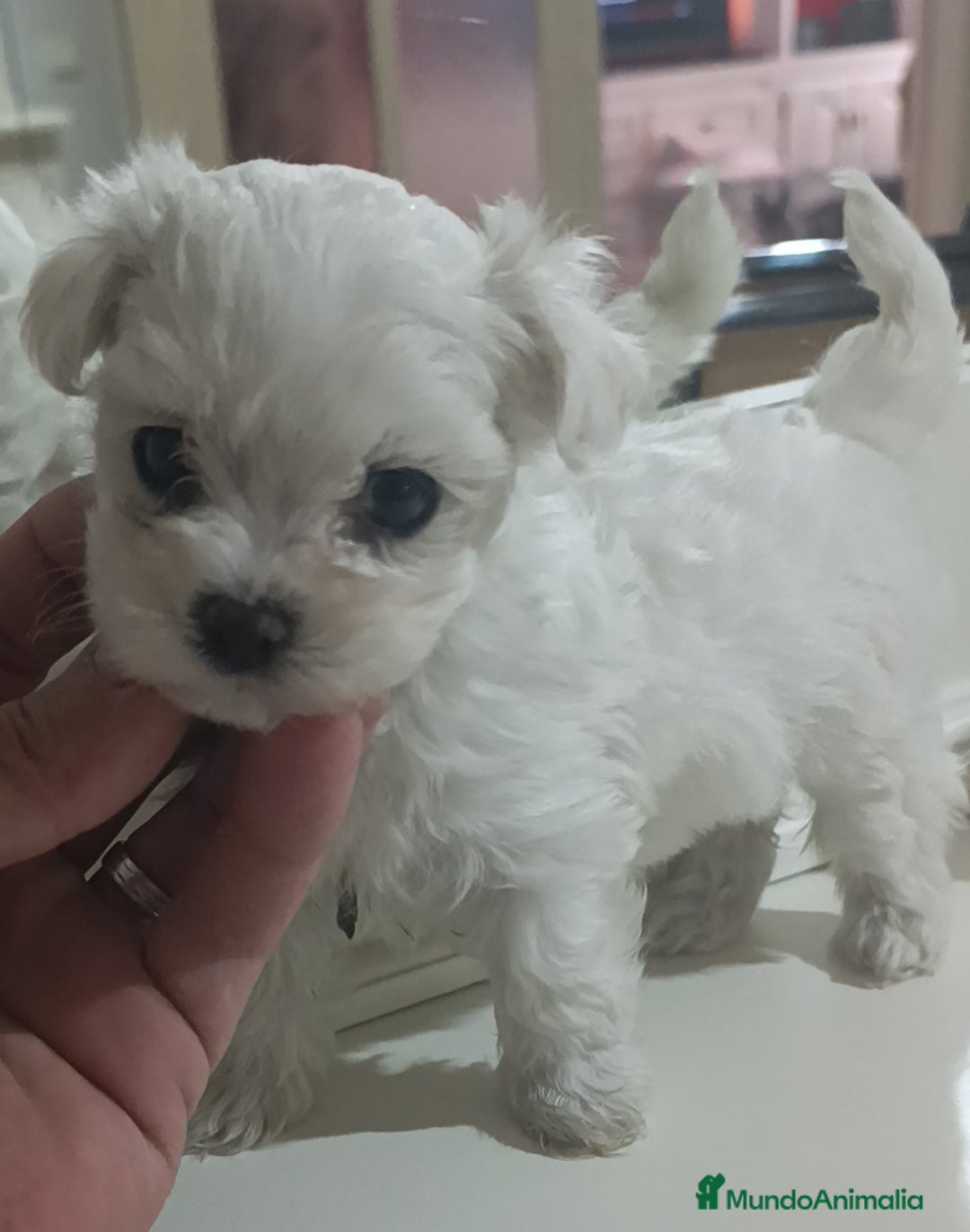 Bichón Maltés perros en venta: Bichón maltés linea coreana  - Imagen 2