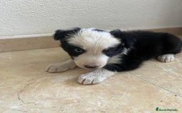 Border Collie perros en venta: BORDER COLLIE - Imagen 8