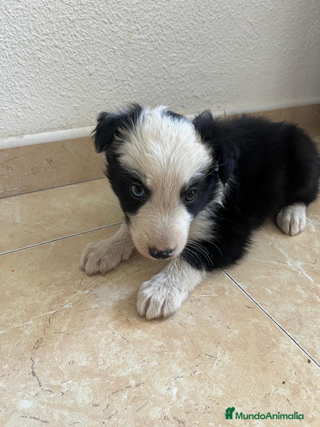 Border Collie perros en venta: BORDER COLLIE - Imagen 8