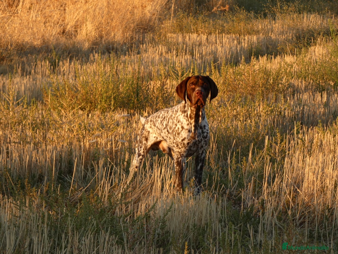 Braco Francés tipo Pirineos Talla Pequeña perros en venta: RESERVA DE CAMADA "F" DE BRACO BRANCÉS - Imagen 21