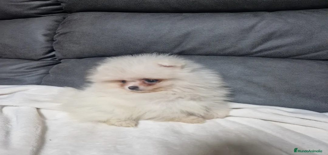 Imagen de galería {{count}}