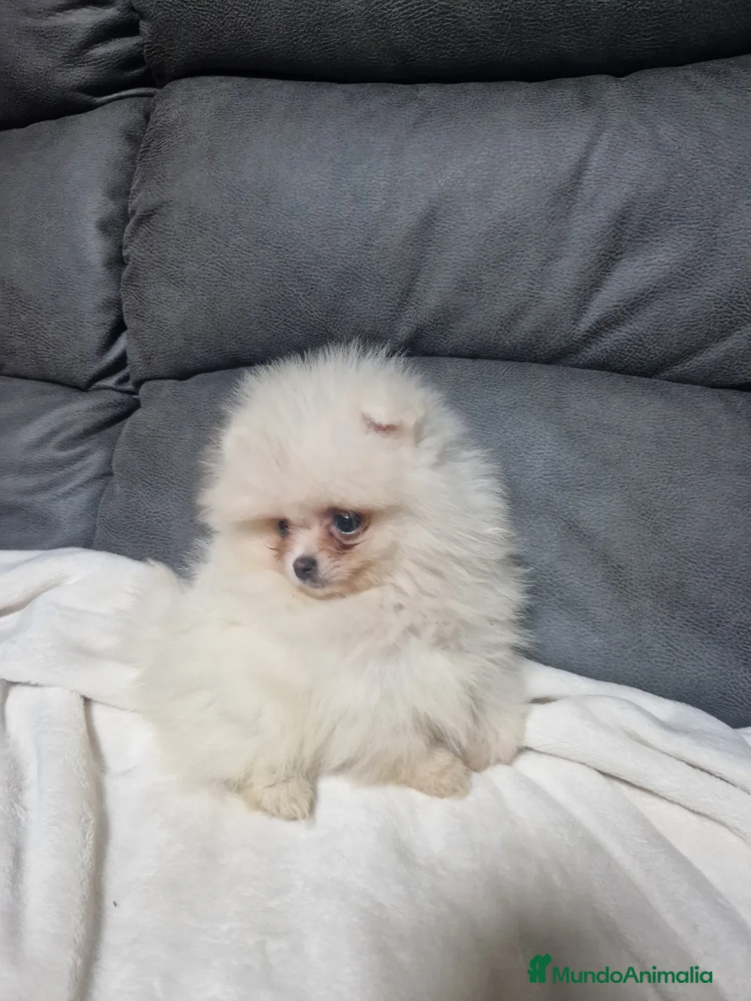 Imagen de galería {{count}}