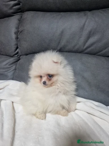 Imagen de galería {{count}}