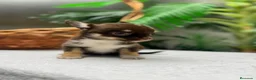 Chihuahua perros en venta: CHIHUAHUA - MACHO - Anuncio 4