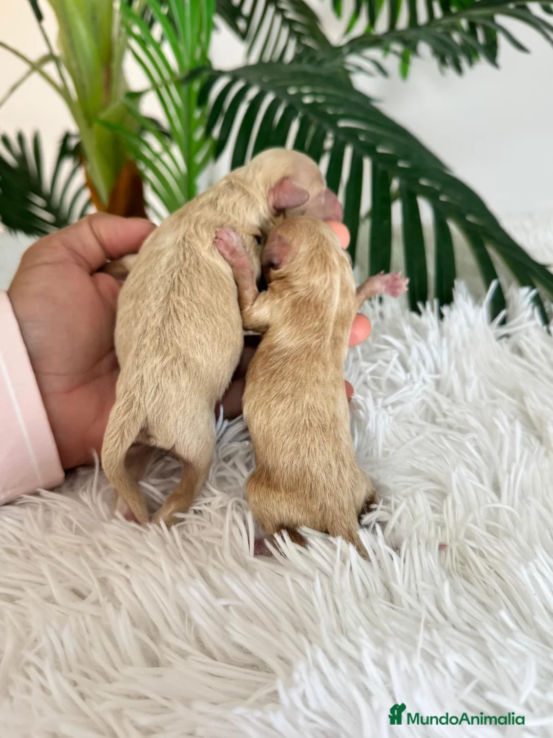 Maltipoo perros en venta: MALTIPOO HEMBRA - Anuncio 5