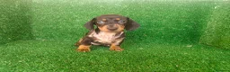 Teckel Miniatura perros en venta: Teckel miniatura  - Anuncio 2