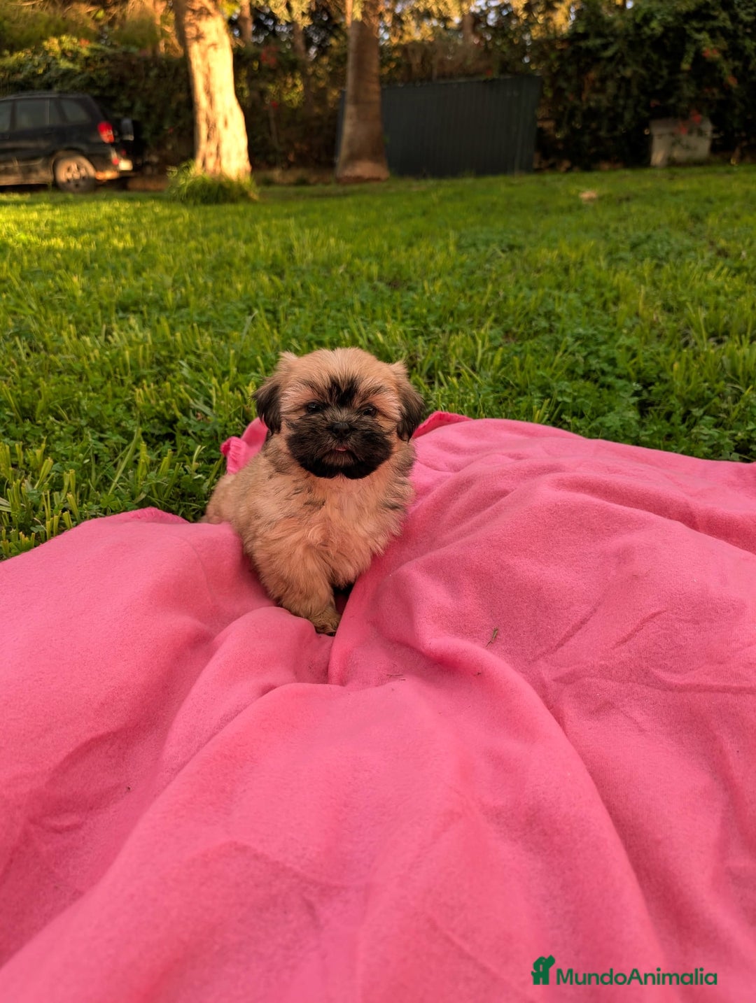 Shih Tzu perros en venta: Shih tzu - Anuncio 6