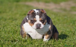 American Bully perros en venta: American Bully  - Imagen 5