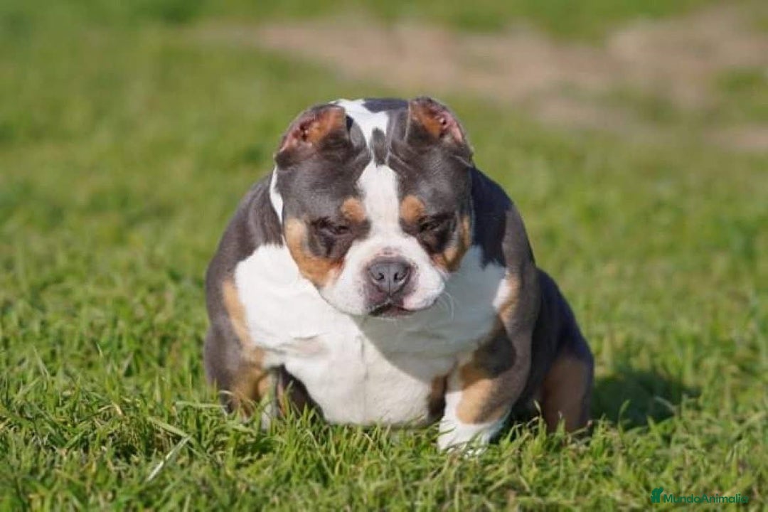 American Bully perros en venta: American Bully  - Imagen 5