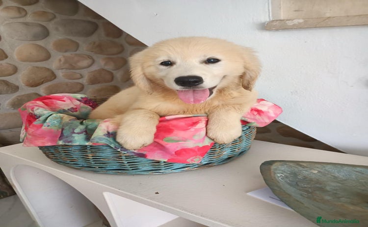 Golden Retriever perros - Anuncio 1