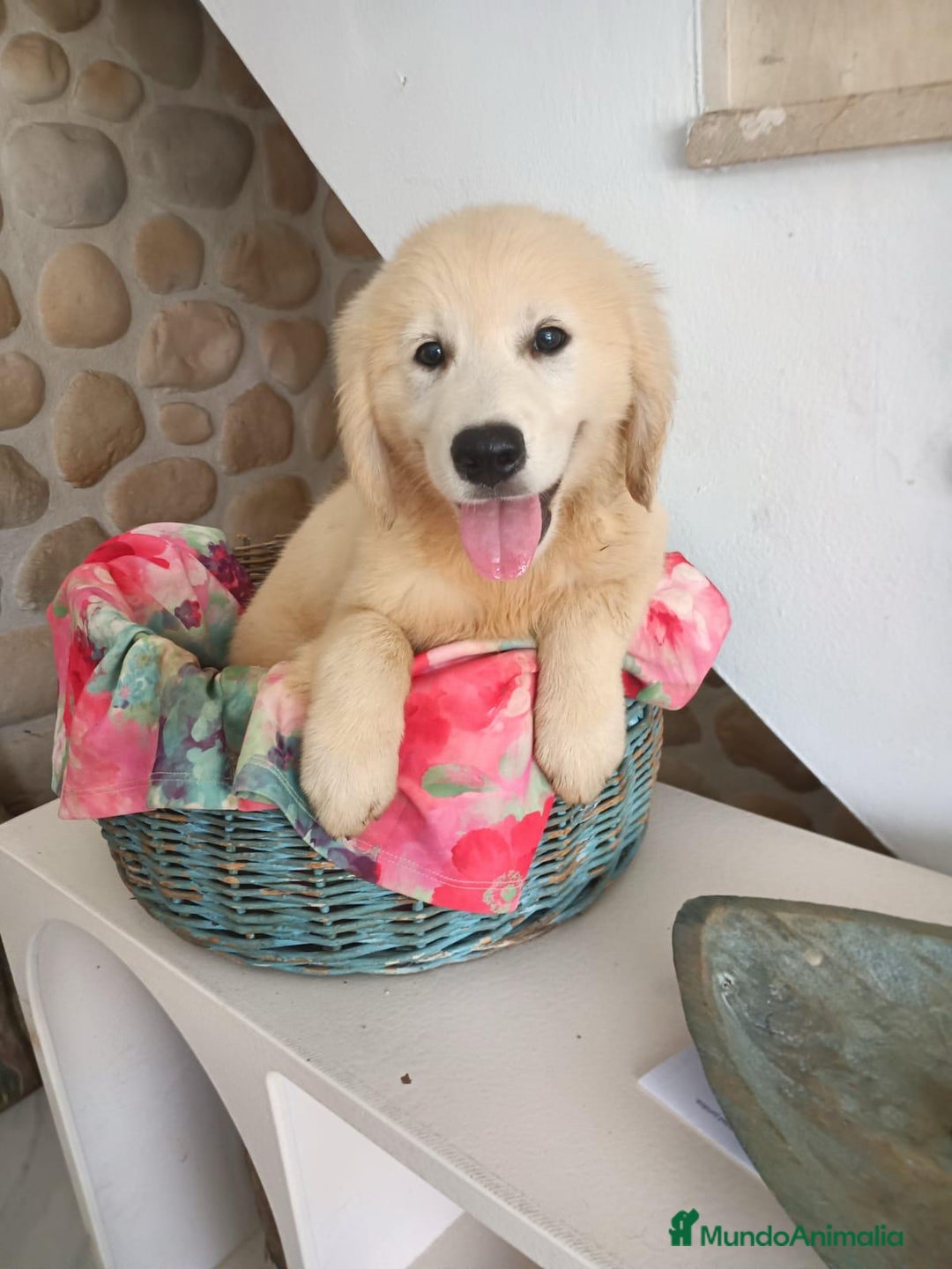 Golden Retriever perros en venta: Golden Retriever  - Imagen 1
