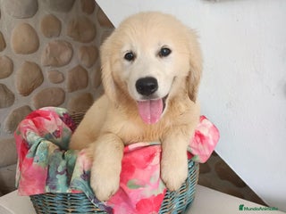 Golden Retriever perros - Anuncio 25