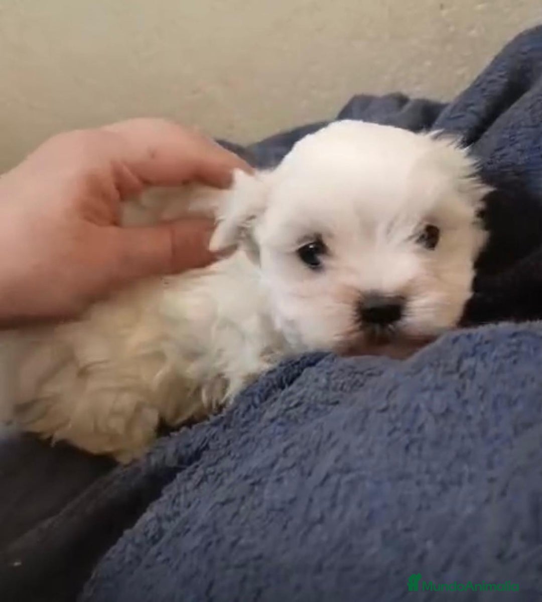 Bichón Maltés perros en venta: Bichon maltés toy  - Anuncio 8