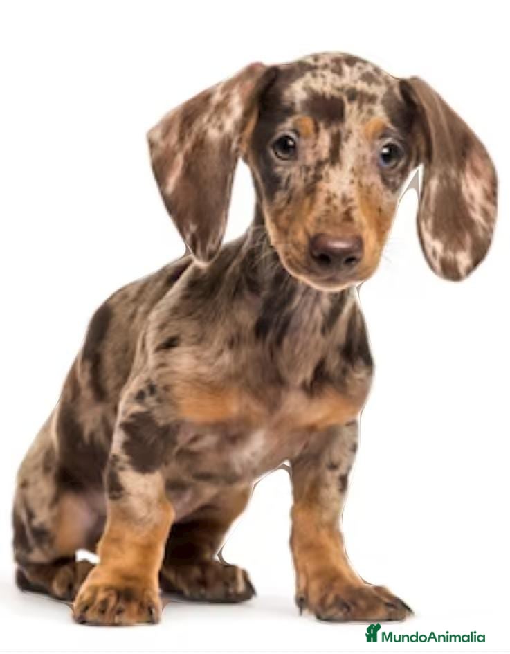 Teckel Miniatura perros Teckel miniatura en Badajoz - Anuncio 36