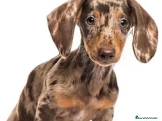 Teckel Miniatura perros Teckel miniatura en Badajoz - Anuncio 25