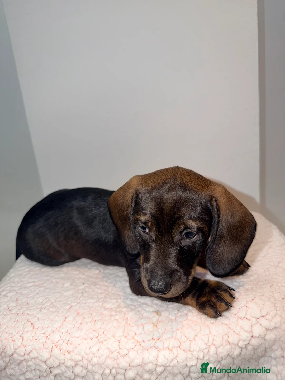 Teckel Miniatura perros en venta: Teckel negro fuego venado  - Anuncio 6